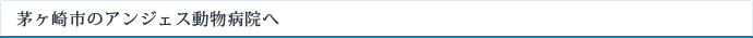茅ヶ崎市 のアンジェス動物病院へ