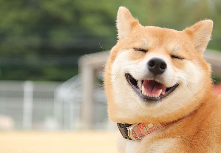 犬に対する診療方針