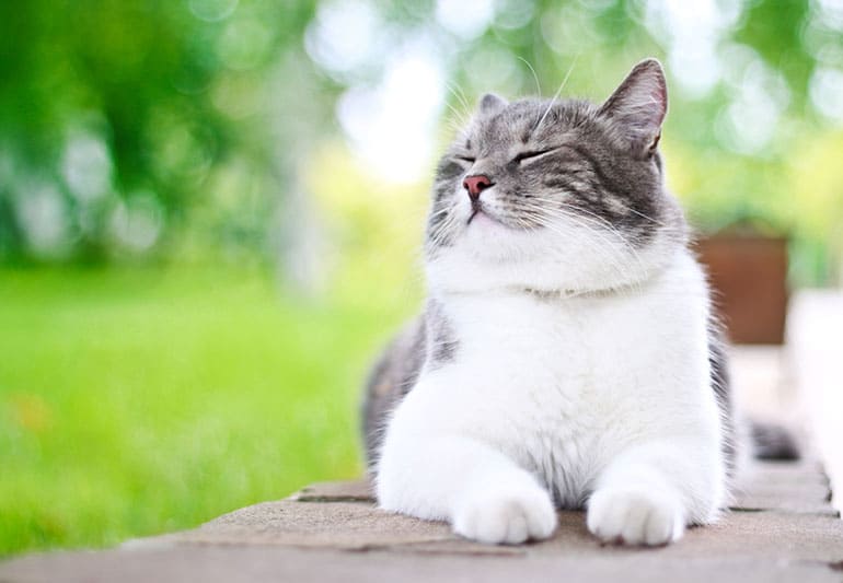 猫に対する診療方針