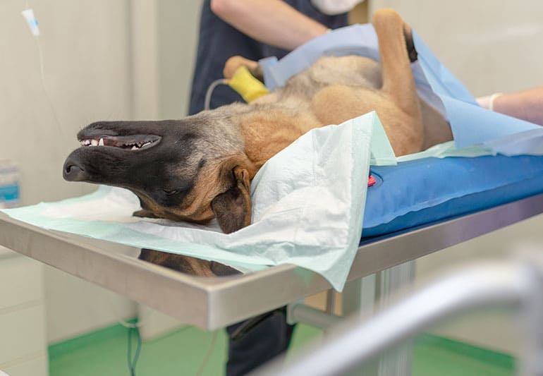 去勢・避妊手術等