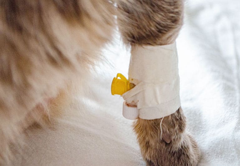 点滴療法／栄養療法