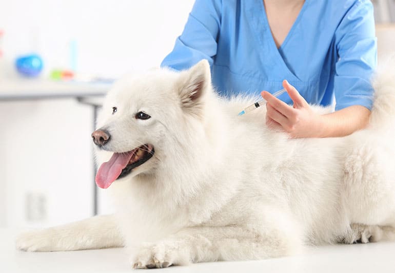 犬・猫の健康を守るために