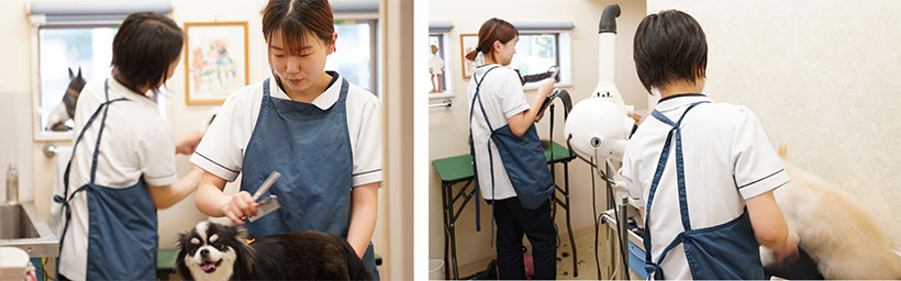 パピーからシニアまで安心のトリミング