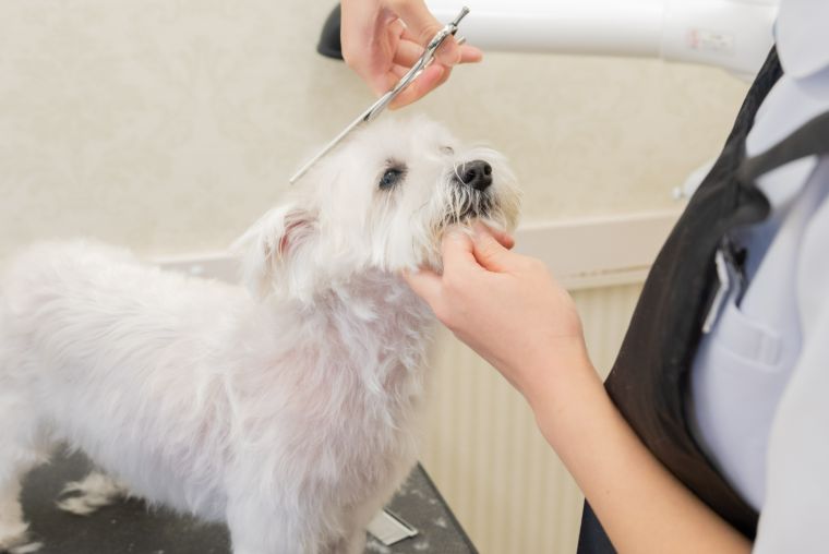 トリミングの様子