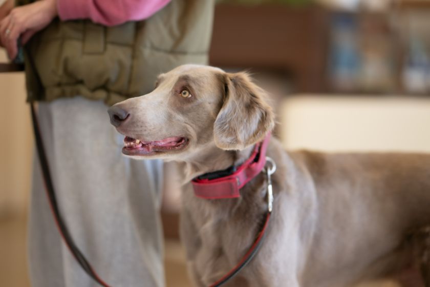 リラックスしている犬