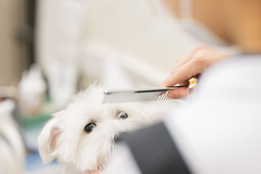 トリミングの様子