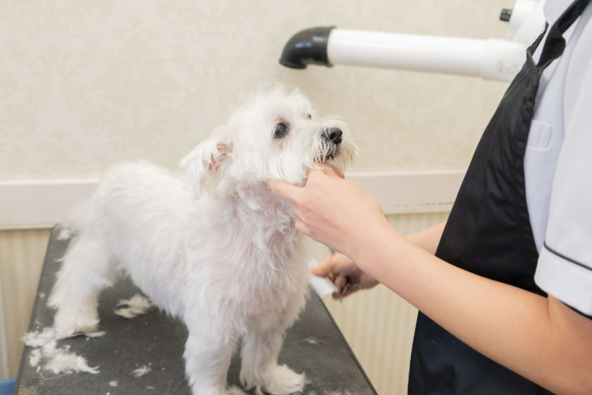 トリミングの様子