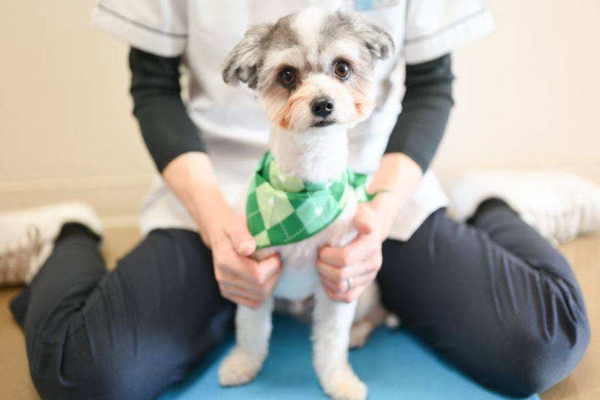 リラックスしている犬