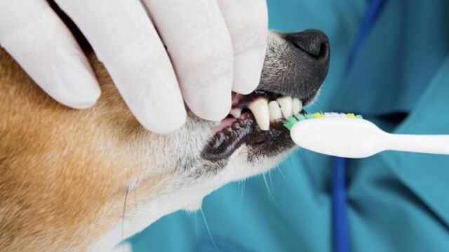 犬や猫が歯磨きを嫌がる理由