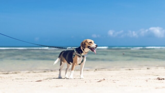 コロナと地球の健康