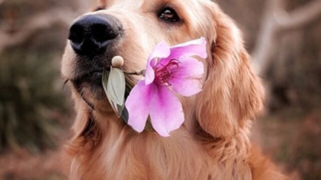 高齢期のペットの介護ケア