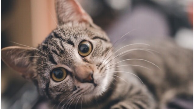 猫を取り巻く環境