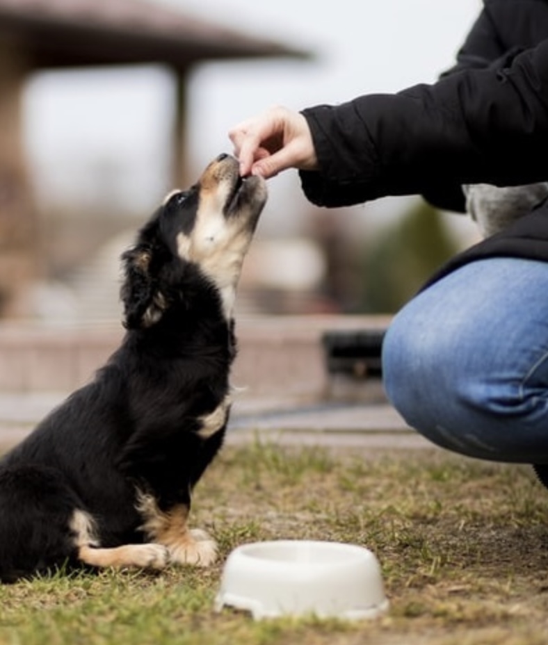 病院嫌いな犬の意外な理由