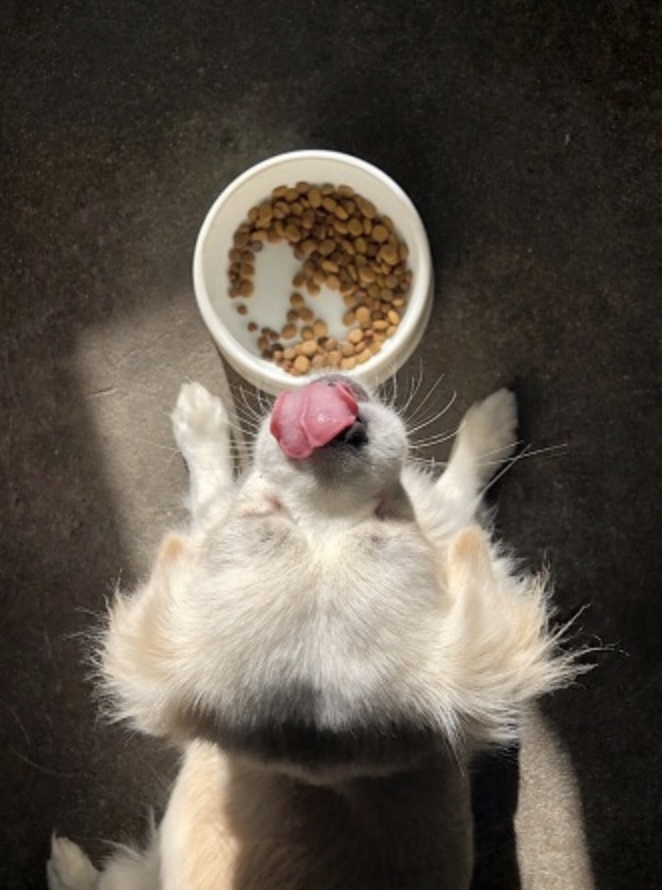 ペットのグレインフリーとグルテンフリー