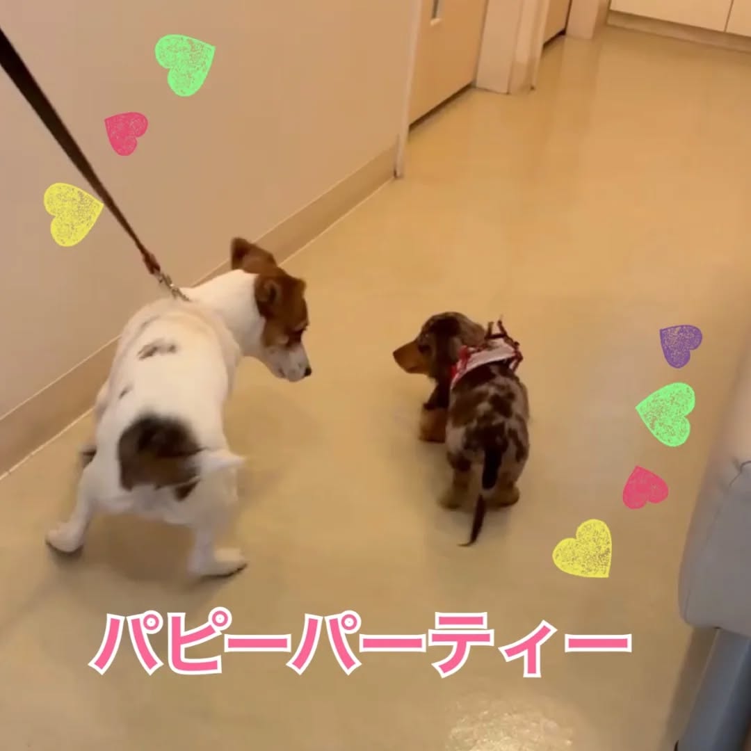 第67回目の『パピーパーティー』を開催