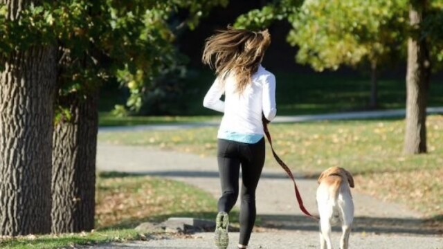 犬のお散歩とアクティブエイジング