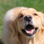 歯石・歯垢除去の闇