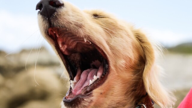 犬の寿命を伸ばす方法