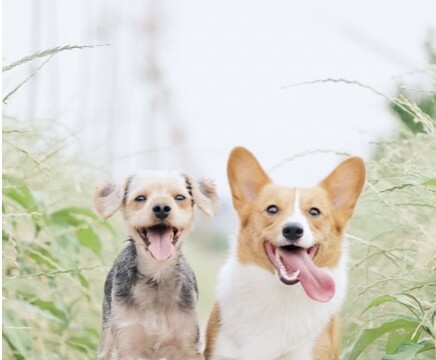 薬は対症療法？それなら根本療法って何？？