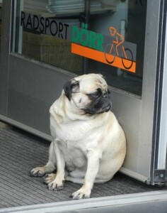 肥満が解消しない理由