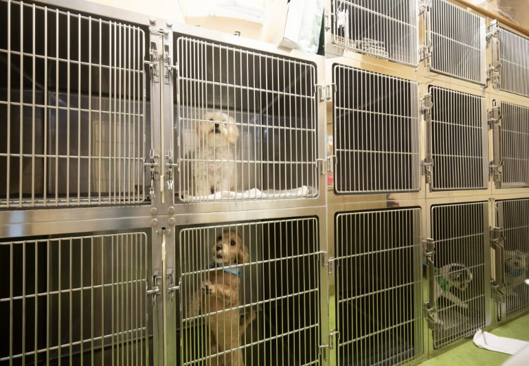 犬入院室