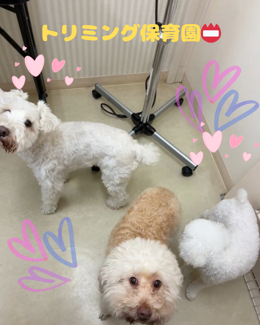 トリミング保育園のお友達紹介❣