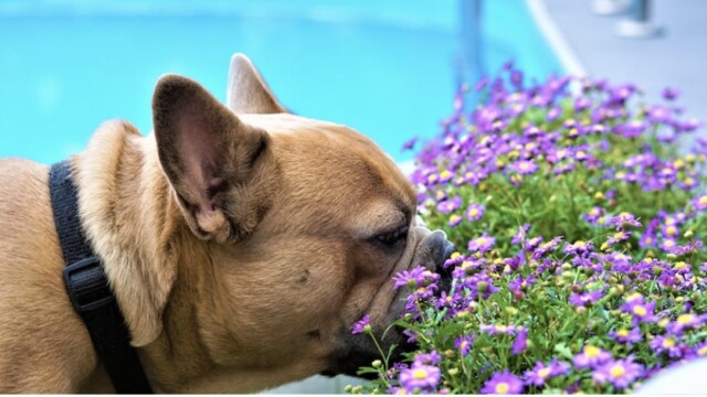 犬や猫にも香害