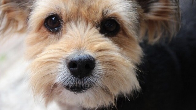 糖質制限は効果的