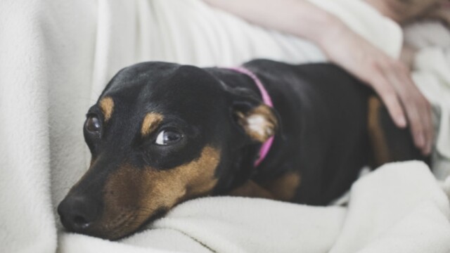 ステイホーム中におけるペットとの関係