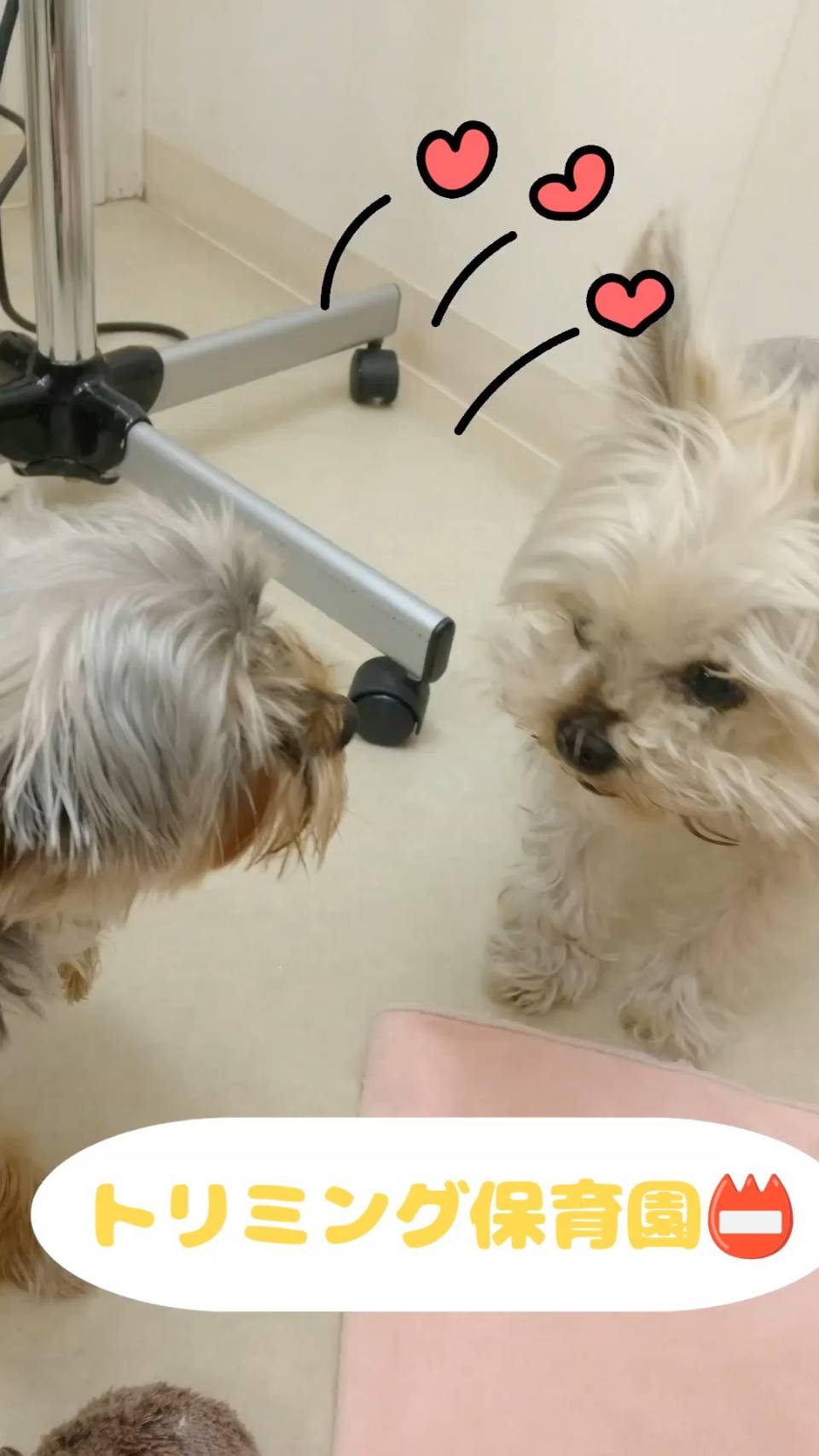 トリミング保育園のお友だち紹介❣