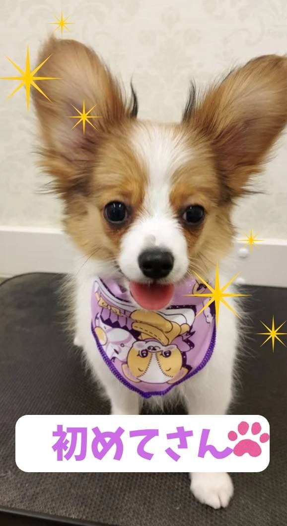 今月の初めてさんの紹介