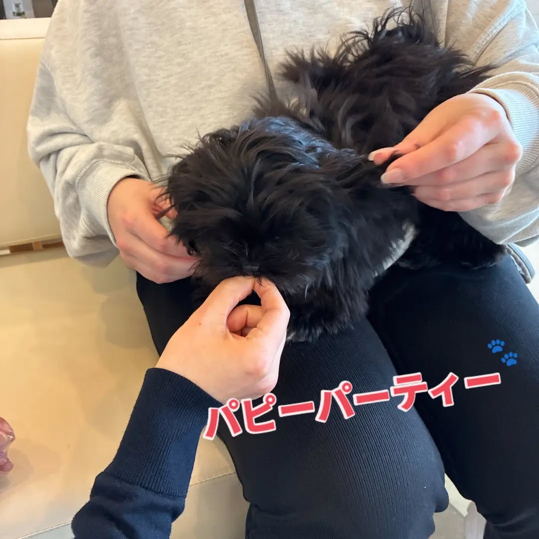 第68回目のパピーパーティーを開催