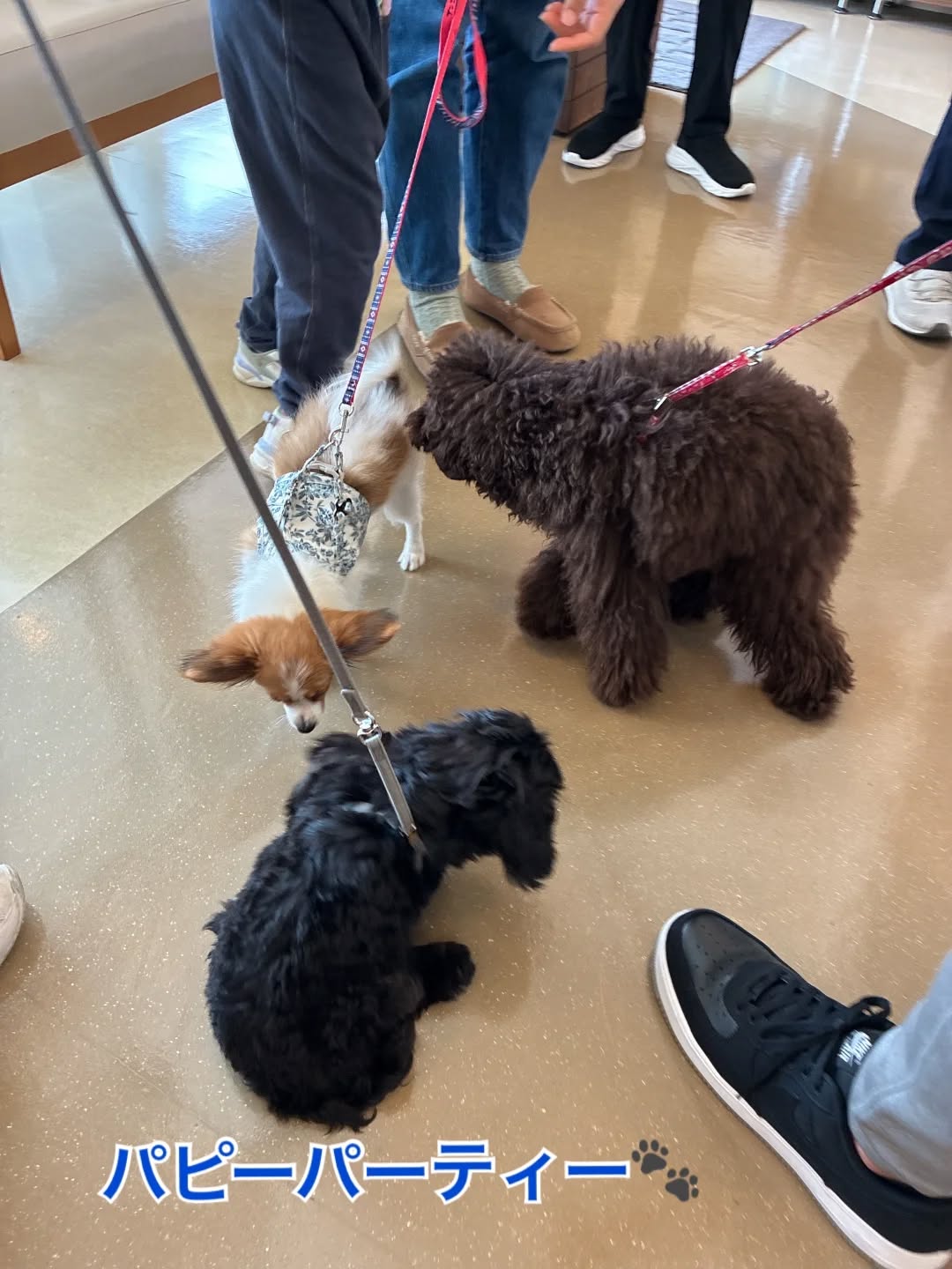 第69回目のパピーパーティーを開催