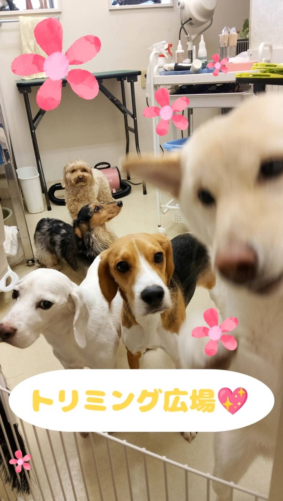 トリミング広場のお友だち紹介❣️