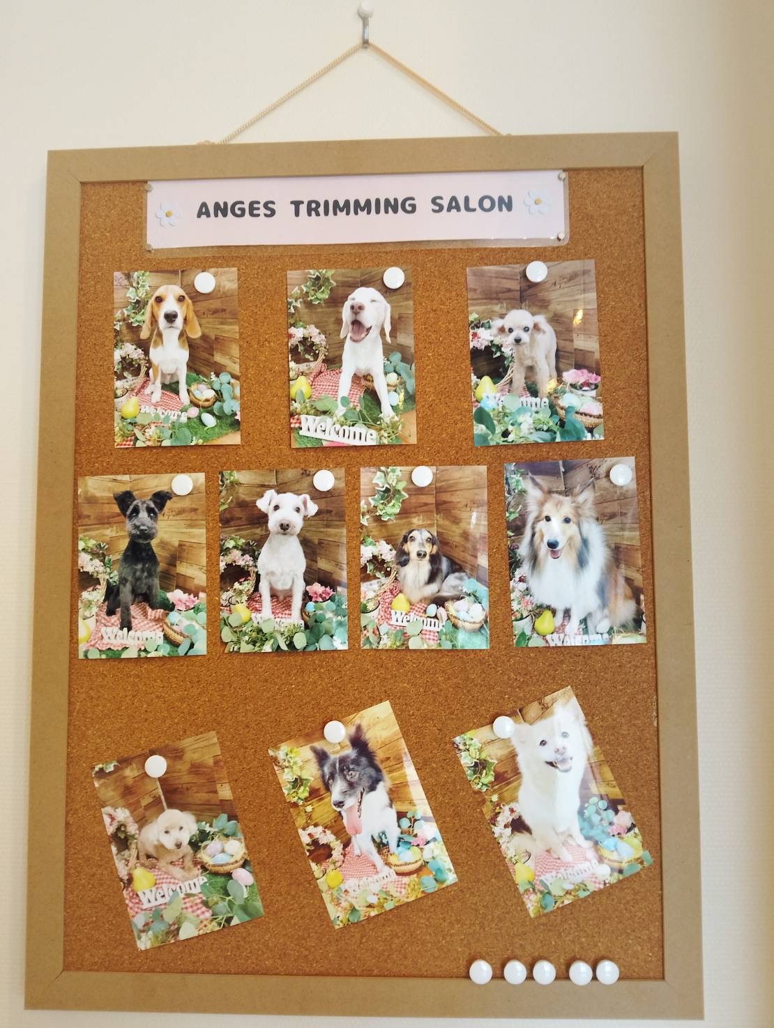 トリミングお写真を院内展示しました♪