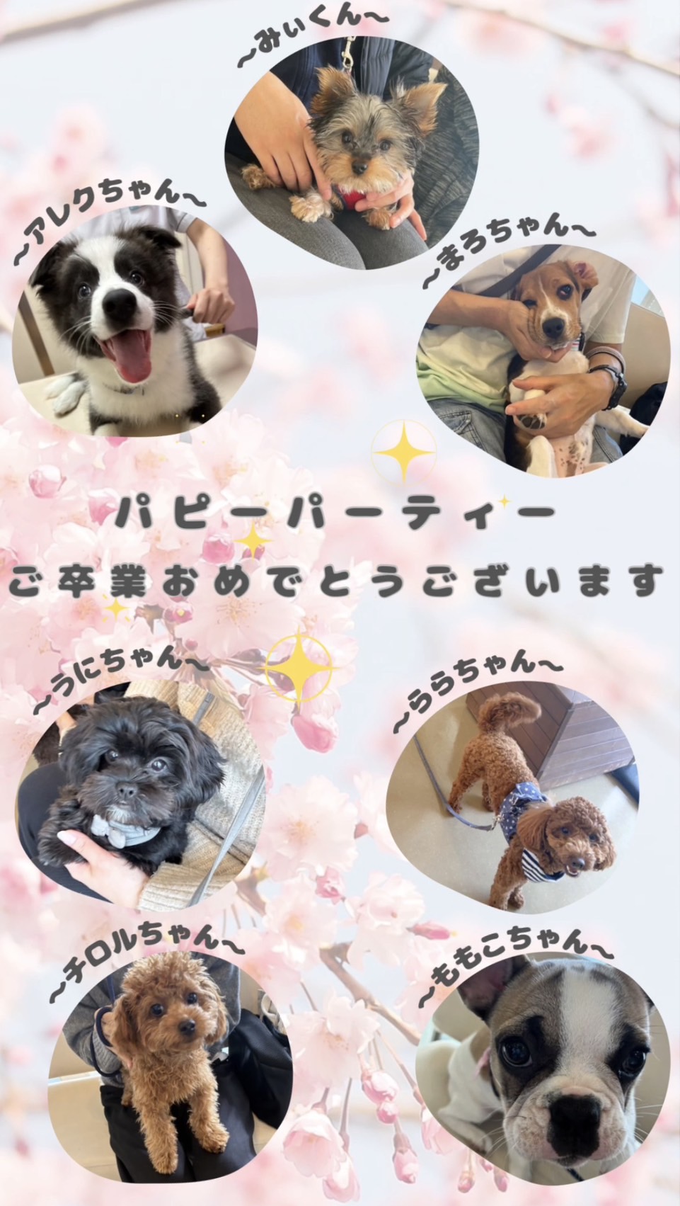 パピーパーティー卒業生のご紹介🌸