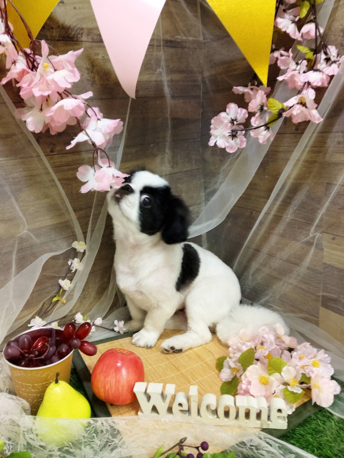 今月のフォトブースの紹介