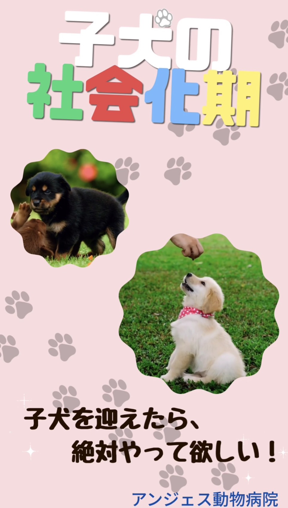 パピーパーティーのご紹介🐾