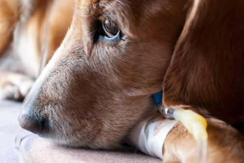 犬や猫のサルコペニアとは？