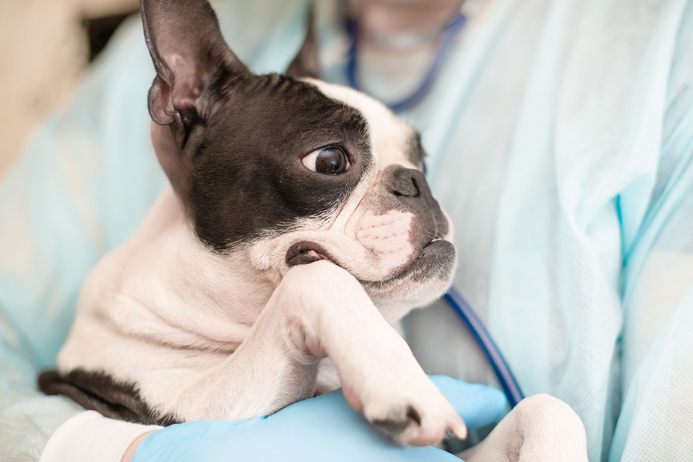 子犬の健やかな成長のために、動物病院が行う「パピーパーティー」