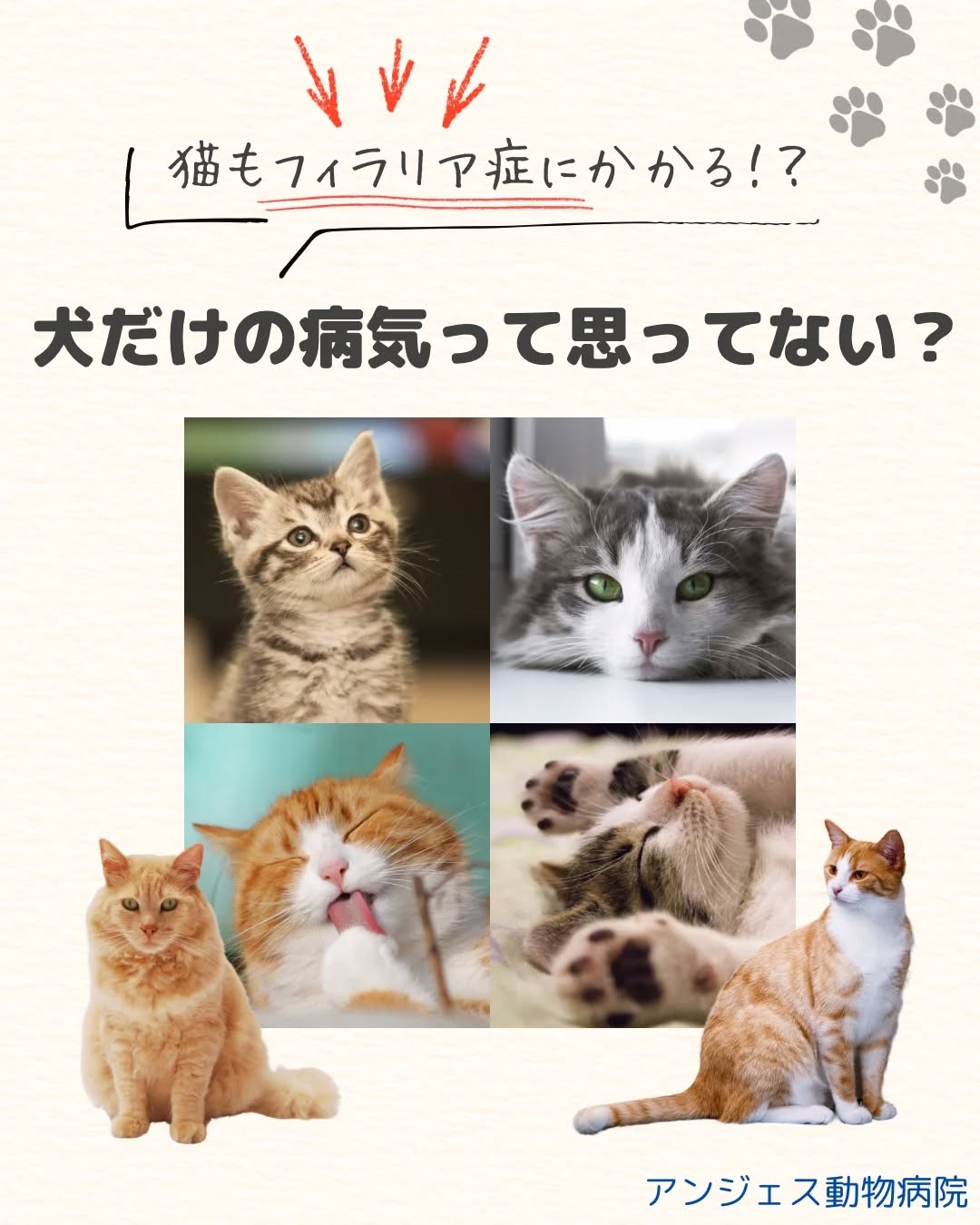 ネコちゃんのフィラリア症について