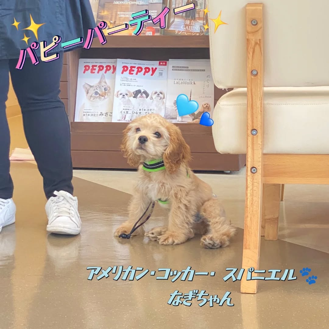 第70回目のパピーパーティーを開催