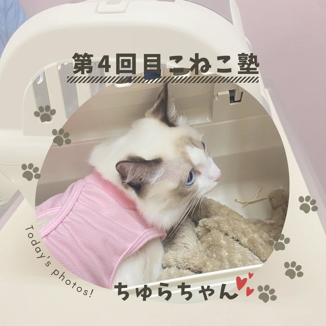 第4回目の『こねこ塾』を開催