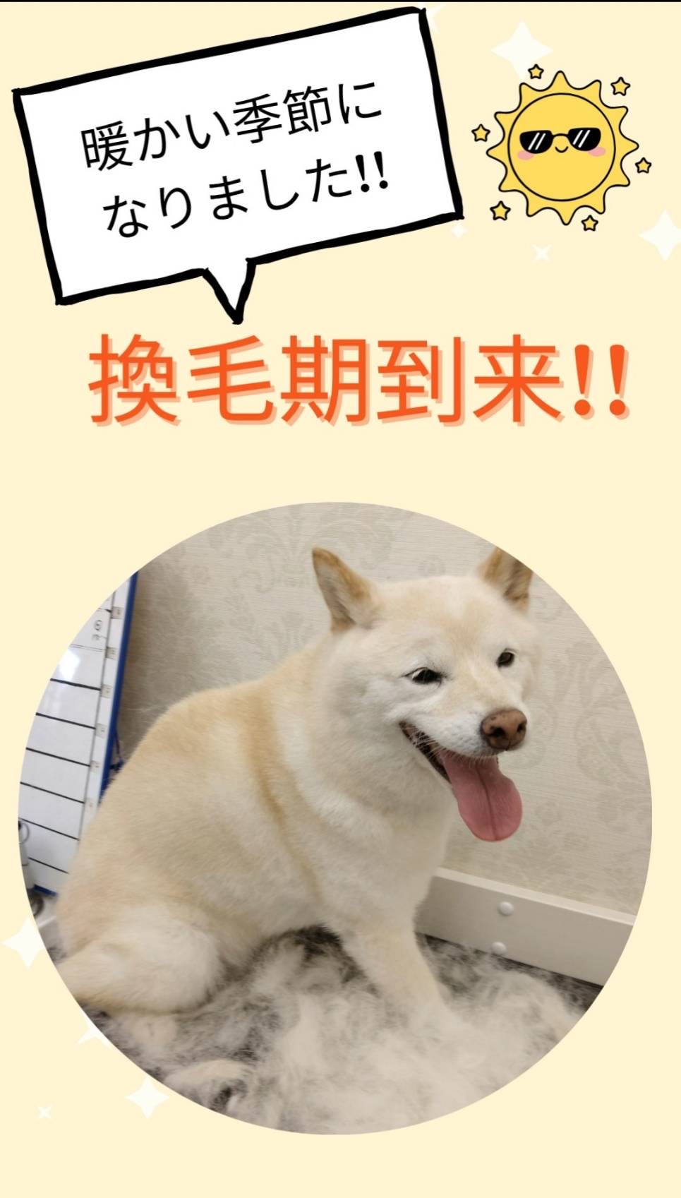 換毛期に抜け毛対策を✨