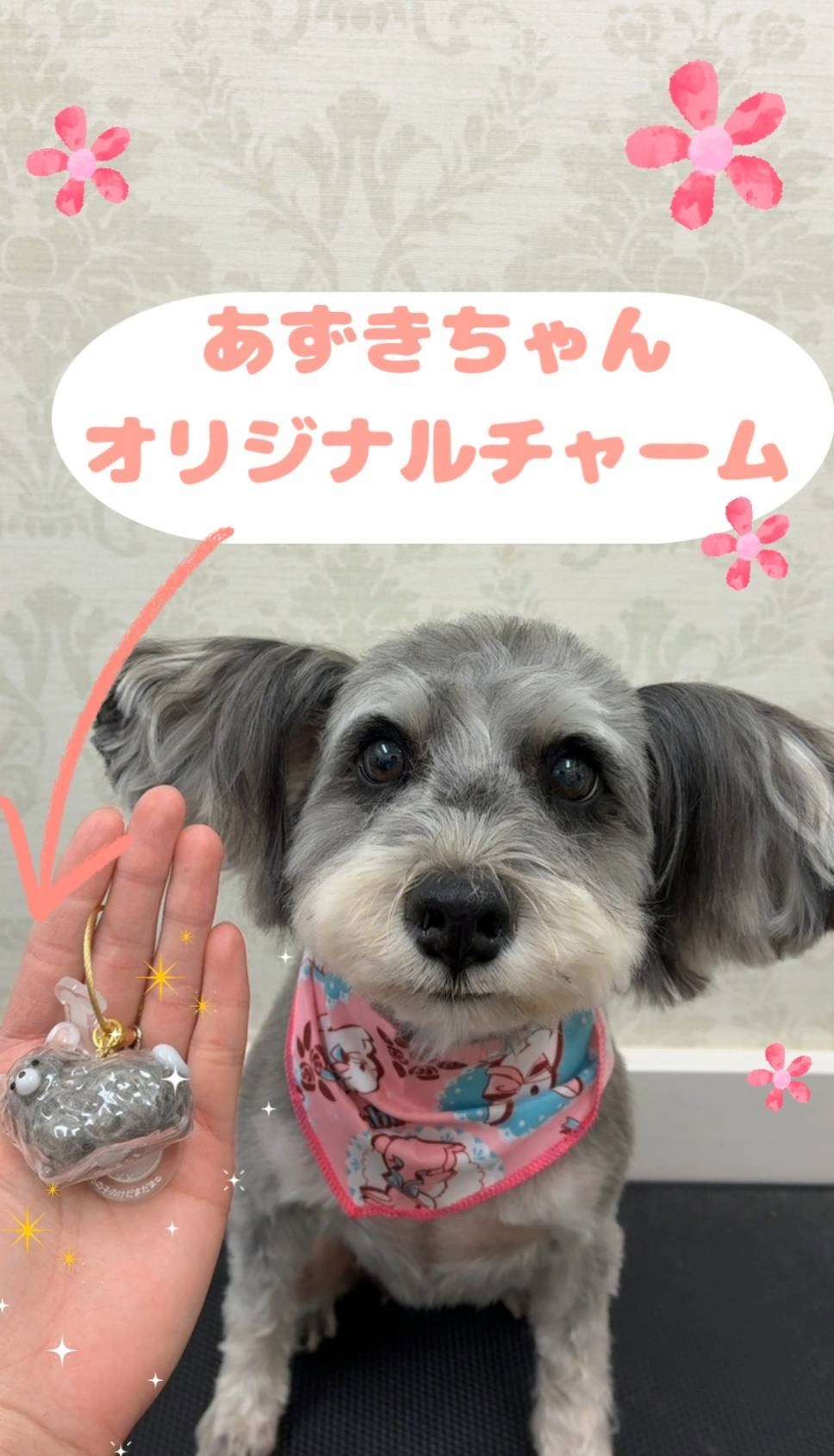 トリミングしてカットした毛をお持ち帰り？🤔