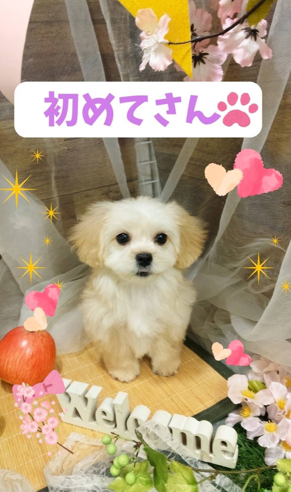 今月のはじめてさんの紹介