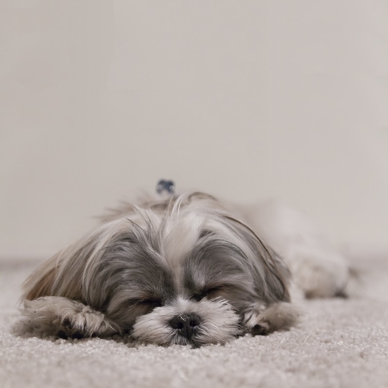 犬のかゆみはお腹から？ ～アレルギーと腸内環境の関係を解説～
