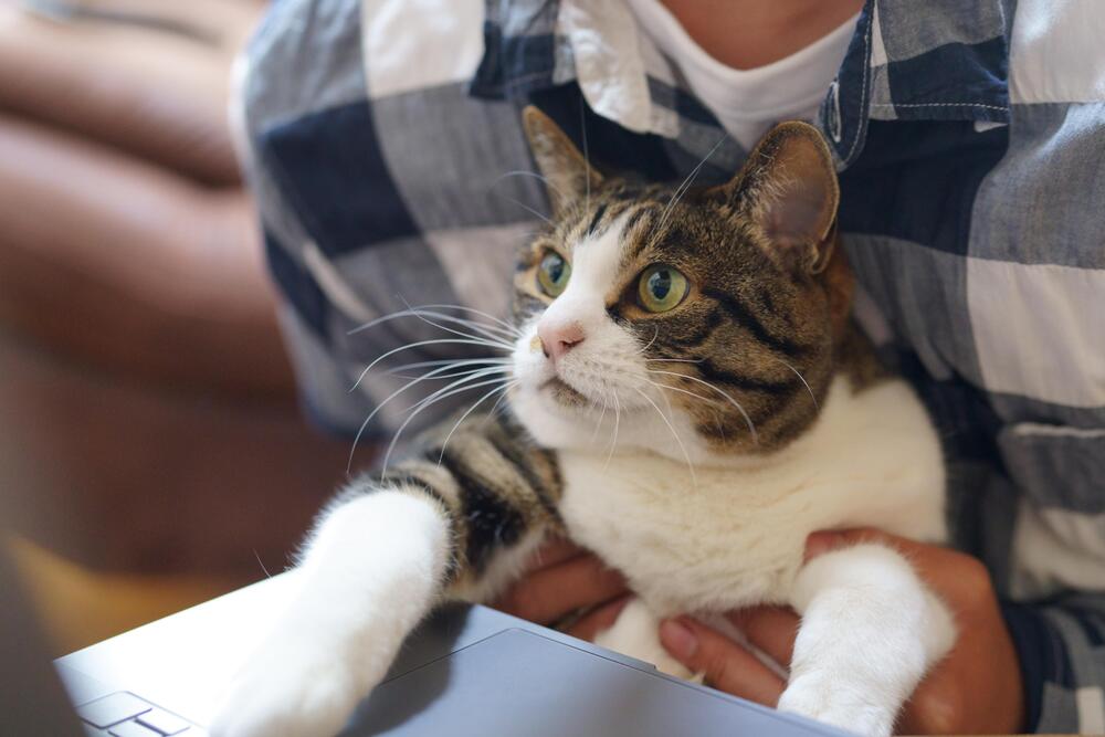 猫草は本当においしい？～猫が草を食べたがる理由と安全な与え方～