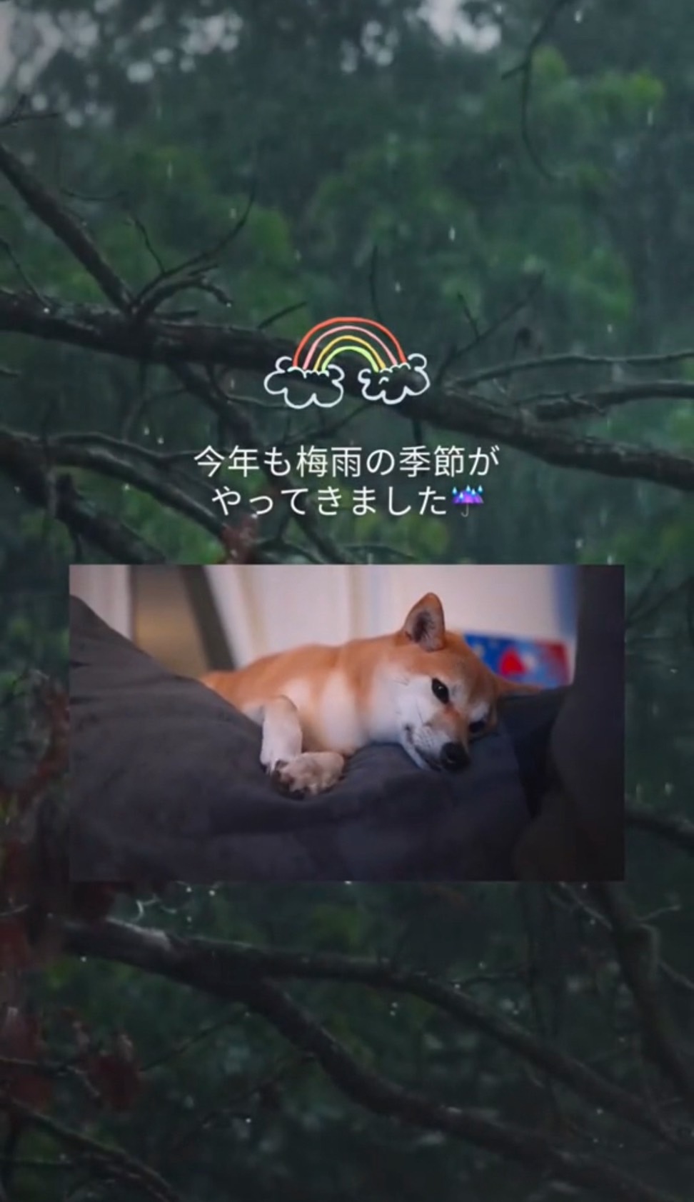 梅雨の時期に保育園がおすすめです