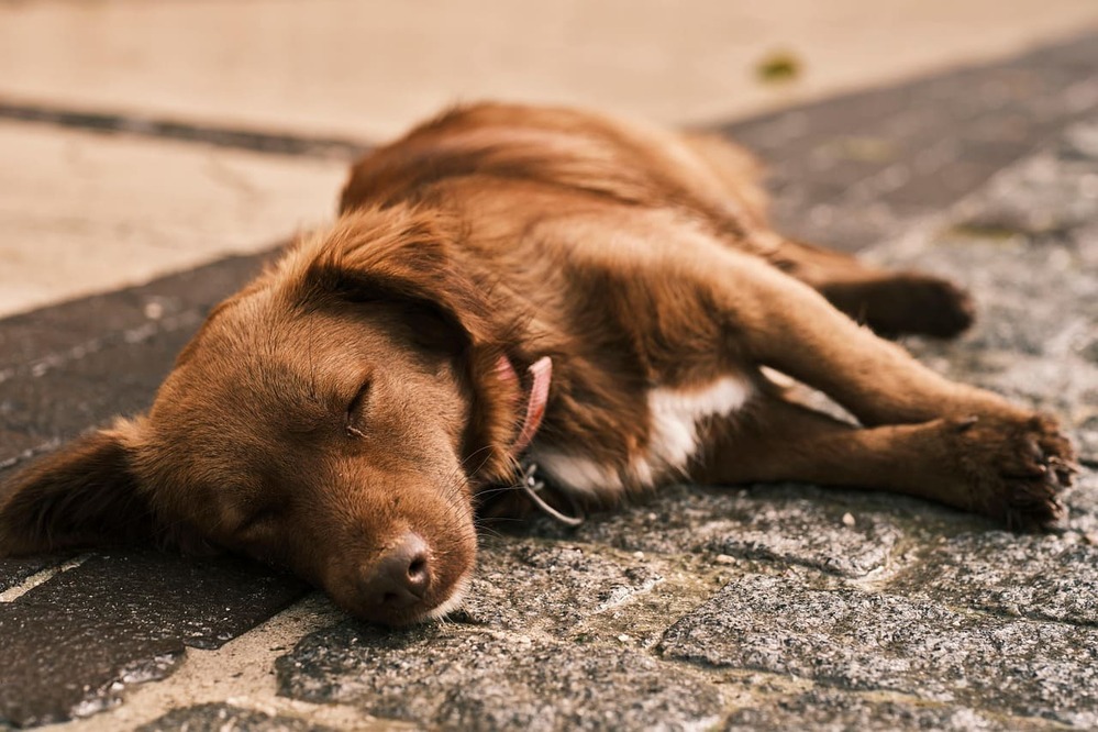 犬のかゆみが治らないときに、飼い主さんが見てほしいポイント